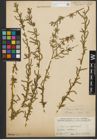 Foto von Salix purpurea L.